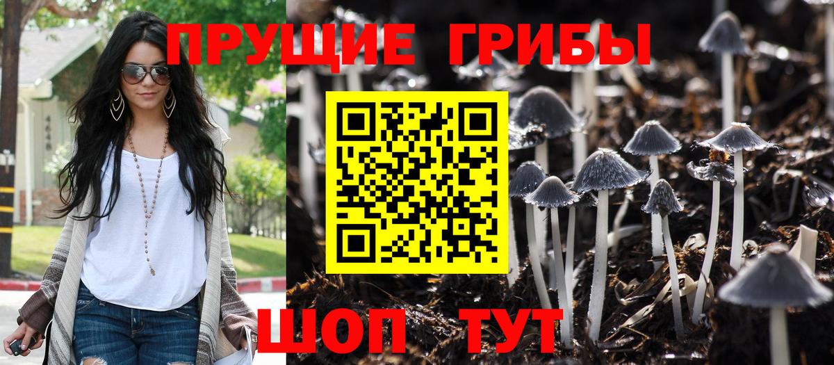 Балахна  Галлюциногенные грибы Cubensis  Вход с VPN 